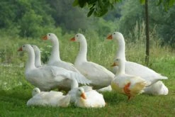 Daunenbettdecke "Baltica" -Kindermöbel aro artlander daunenbettdecke baltica 3