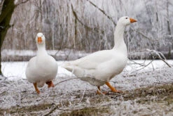 Daunendecke "Sibirian Snowgoose" -Kindermöbel aro artlander daunendecke sibirian snowgoose 7