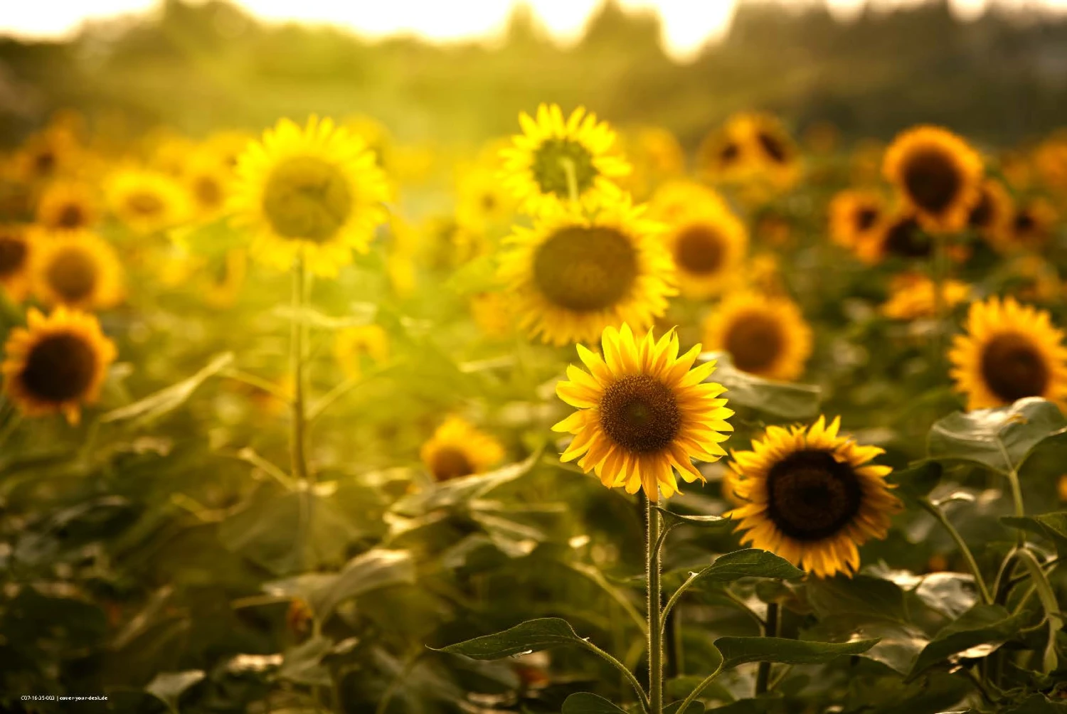 Schreibtischunterlage "Sonnenblumenfeld Muster" In Gelb (L)60 X (B)40 1 Schreibtischunterlage "Sonnenblumenfeld Muster" In Gelb (L)60 X (B)40