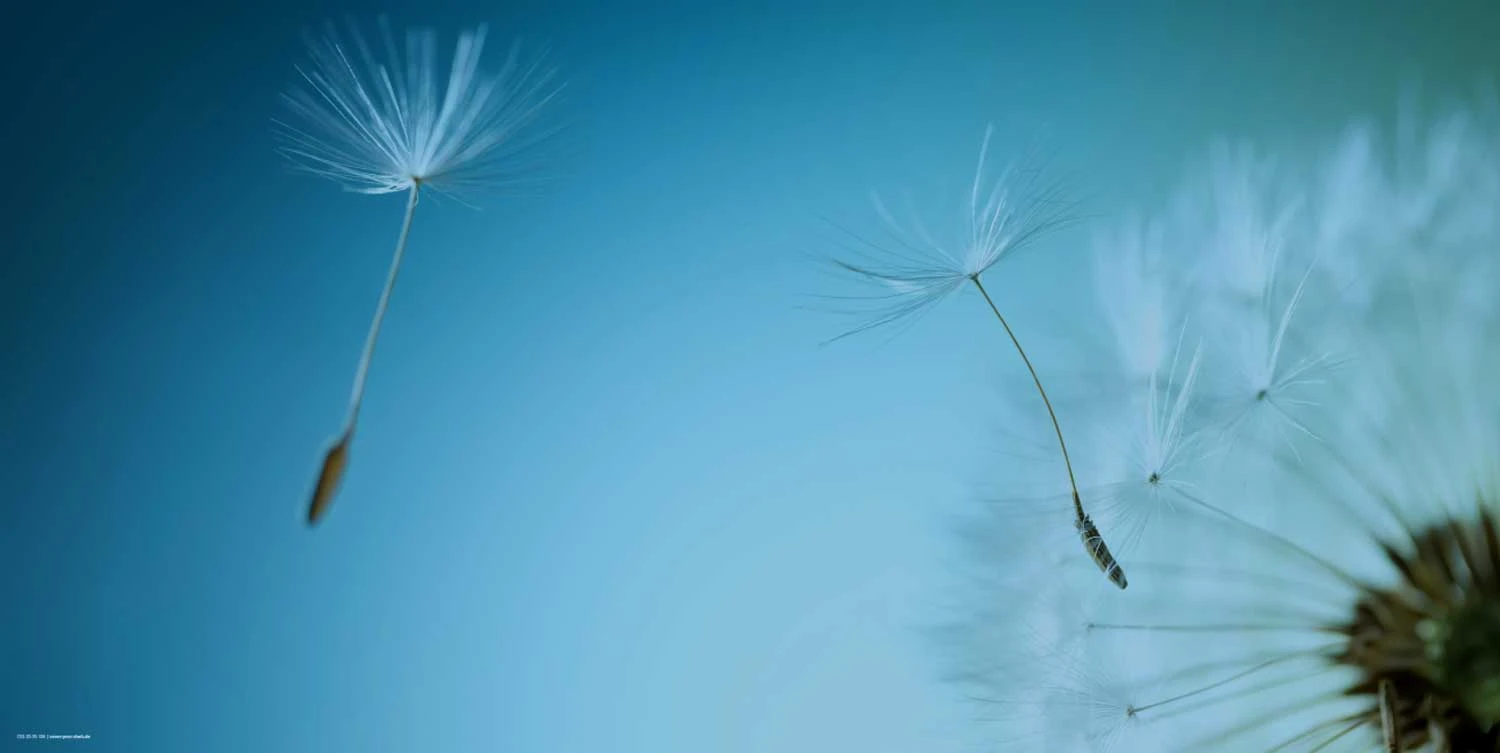 Schreibtischunterlage "Pusteblume Mit Blauem Himmel" (L)100 X (B)50 2 Schreibtischunterlage "Pusteblume Mit Blauem Himmel" (L)100 X (B)50 – Bild 2
