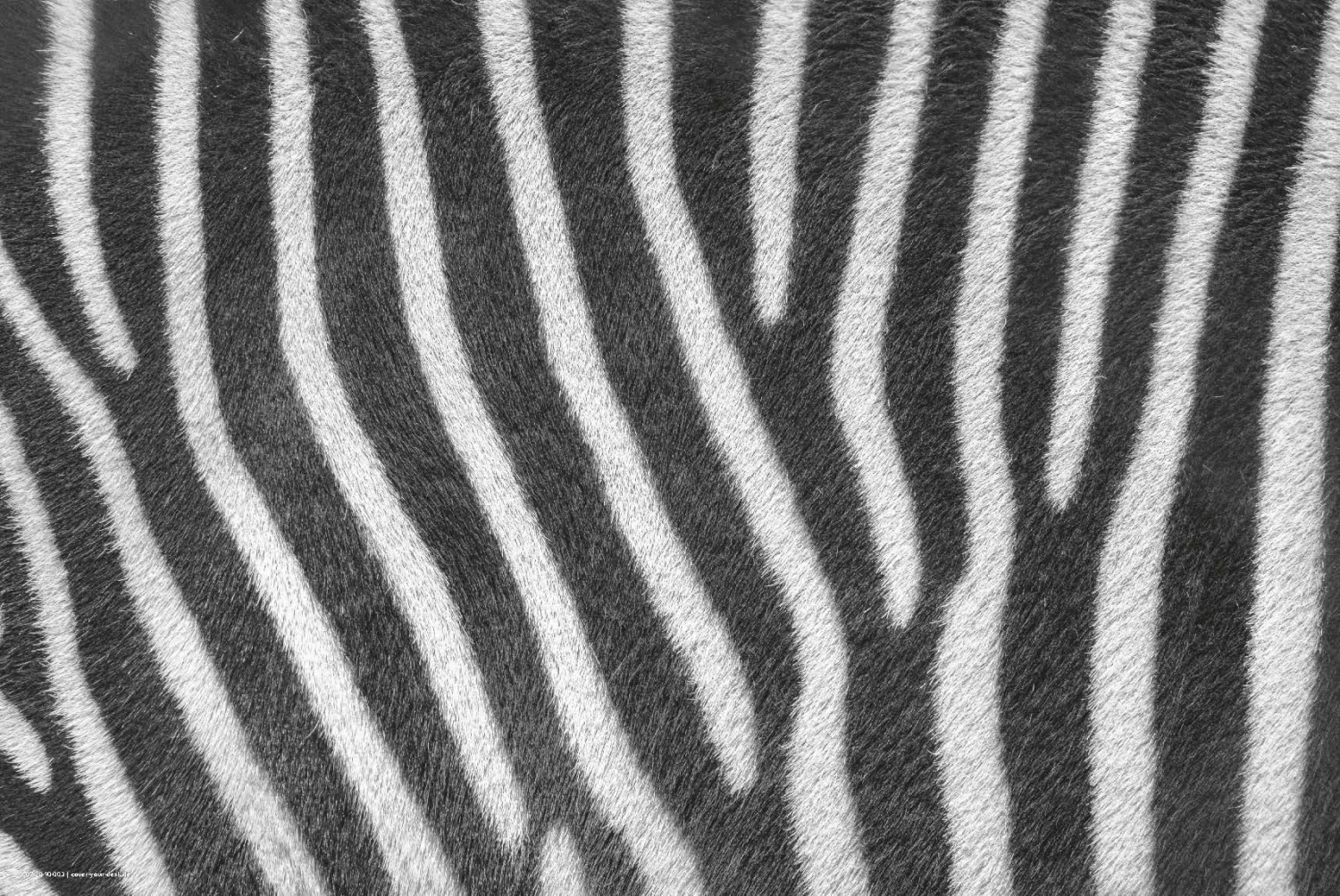 Schreibtischunterlage" Zebra Muster" In Schwarz/Weiß (L)60 X (B)40 2 Schreibtischunterlage" Zebra Muster" In Schwarz/Weiß (L)60 X (B)40 – Bild 2